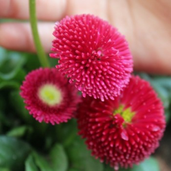 Tausendschönchen Red Ball (Samen)