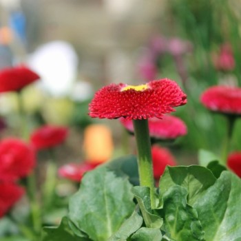 Tausendschönchen Red Ball (Samen)