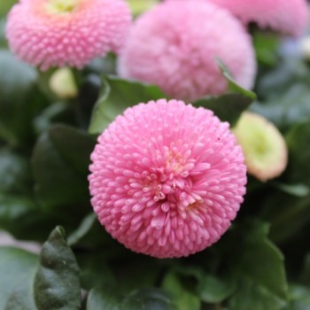Tausendschönchen Rose Ball (Samen)