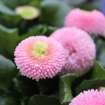 Tausendschönchen Rose Ball (Samen)