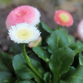 Tausendschönchen Rose Ball (Samen)