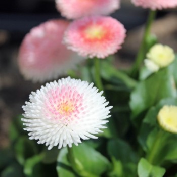 Tausendschönchen Rose Ball (Samen)