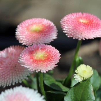 Tausendschönchen Rose Ball (Samen)