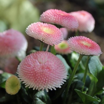 Tausendschönchen Rose Ball (Samen)