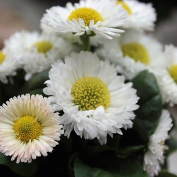 Tausendschönchen Pomponette White (Samen)