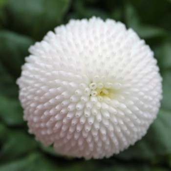 Tausendschönchen White Ball (Samen)