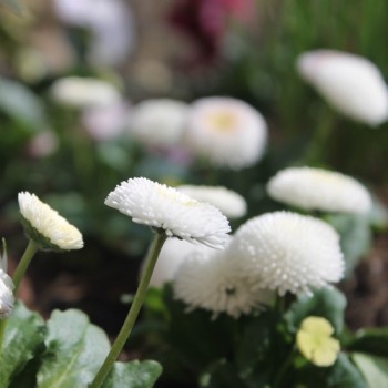 Tausendschönchen White Ball (Samen)