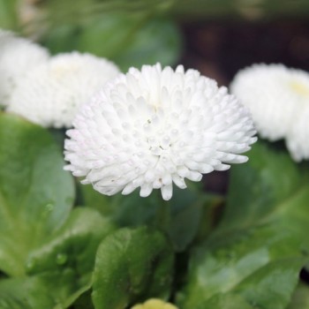 Tausendschönchen White Ball (Samen)