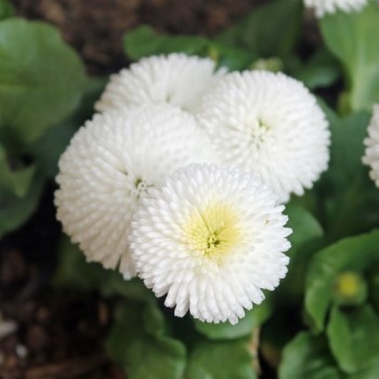Tausendschönchen White Ball (Samen)
