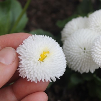 Tausendschönchen White Ball (Samen)