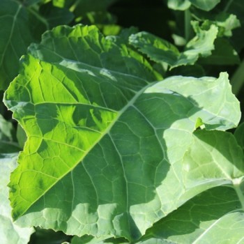Blattkohl Tausendköpfiger Kohl (Samen)