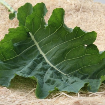 Blattkohl Tausendköpfiger Kohl (Samen)