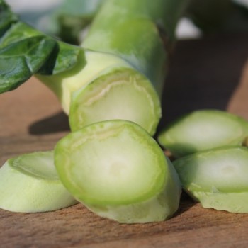Blattkohl Tausendköpfiger Kohl (Samen)