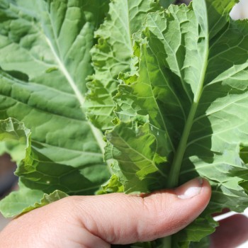 Blattkohl Tausendköpfiger Kohl (Samen)