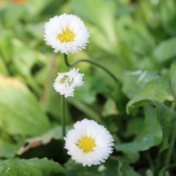 Tausendschönchen Pomponette White (Samen)
