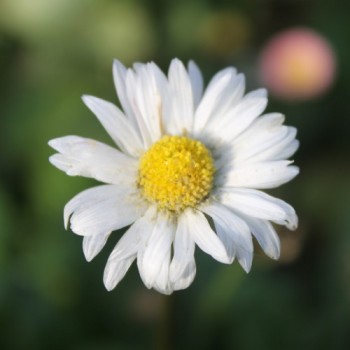 Tausendschönchen Pomponette White (Samen)