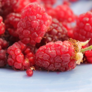 Tayberry Buckingham (Pflanze)