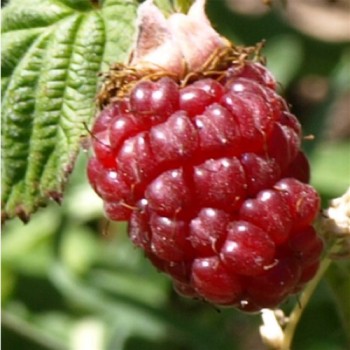 Tayberry (Pflanze)