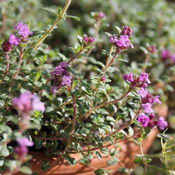 Thymian Wine and Roses (Pflanze)