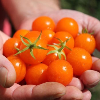 Tomate Golda (Samen)