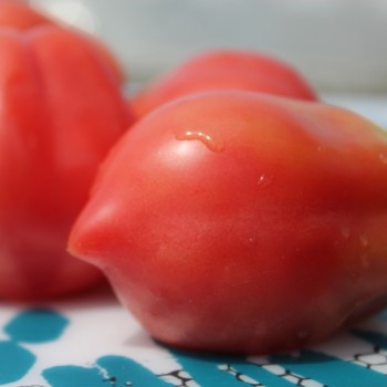 Tomate Bells of Russia (Samen)