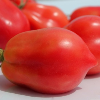 Tomate Bells of Russia (Samen)