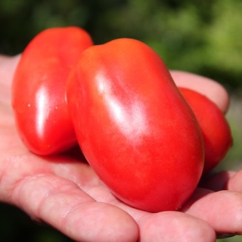 Tomate Bells of Russia (Samen)
