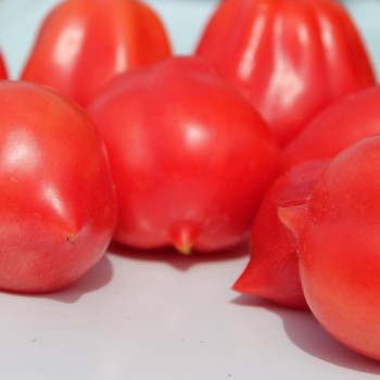 Tomate Bells of Russia (Samen)