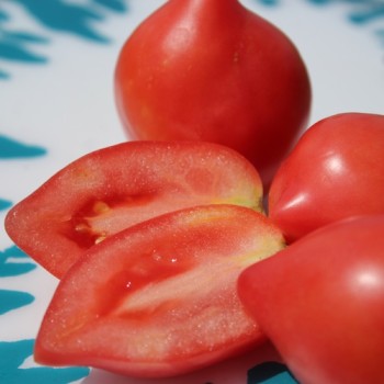 Tomate Bells of Russia (Samen)