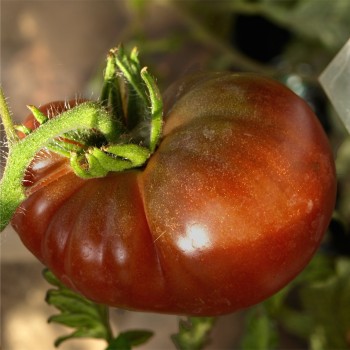 Tomate Black Krim (Samen)