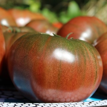 Tomate Black Krim (Samen)