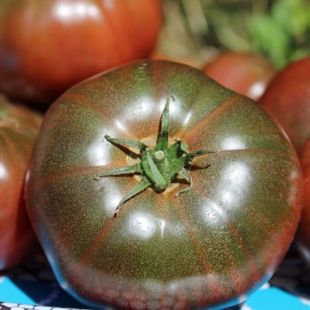 Tomate Black Krim (Samen)