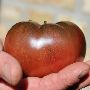 Tomate Black Krim (Samen)