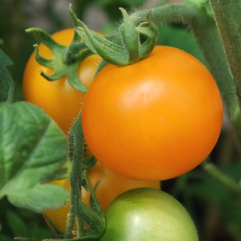 Tomate Blondköpfchen (Samen)
