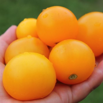 Tomate Blondköpfchen (Samen)
