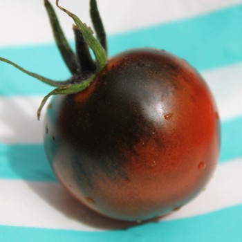 Tomate Blue Chocolate (Samen)