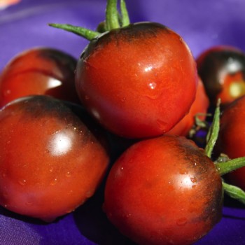 Tomate Blue Chocolate (Samen)