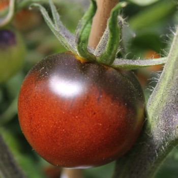 Tomate Blue Chocolate (Samen)