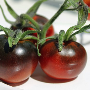 Tomate Blue Chocolate (Samen)