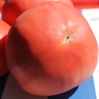 Tomate Brandywine pink (Samen)