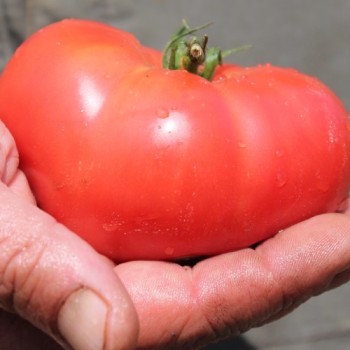 Tomate Brandywine pink (Samen)