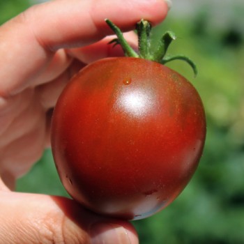 Tomate De Barao braun (freilandgeeignet) (Samen)