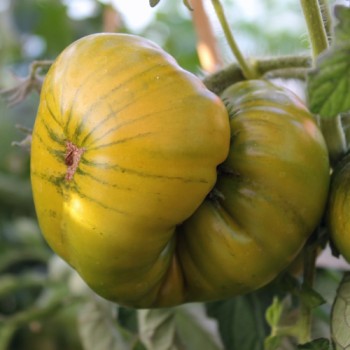 Tomate Emerald Apple (Samen)