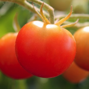 Tomate Ernteglück (Samen)