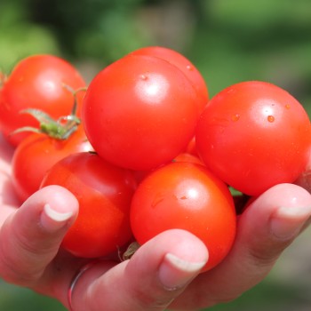 Tomate Ernteglück (Samen)