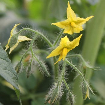 Tomate Ernteglück (Samen)