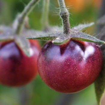 Tomate Glossy Rose Blue (Samen)