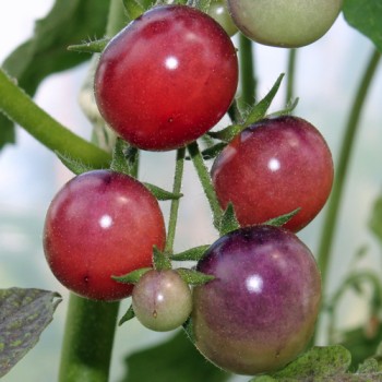 Tomate Glossy Rose Blue (Samen)