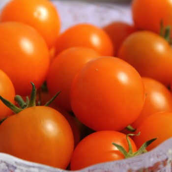 Tomate Golda (Samen)