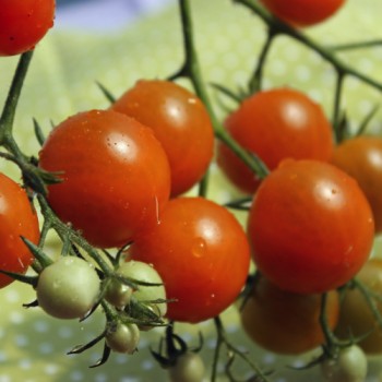 Tomate Golda (Samen)